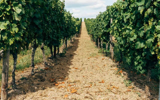 Exploring the Vines: Five Must-Visit Wineries in New South Wales
